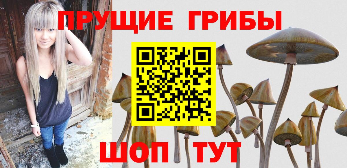 Псилоцибиновые грибы Cubensis Муравленко